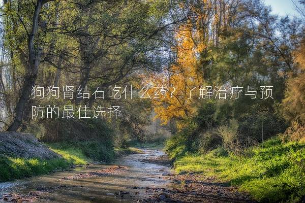 狗狗腎結(jié)石吃什么藥？了解治療與預(yù)防的最佳選擇