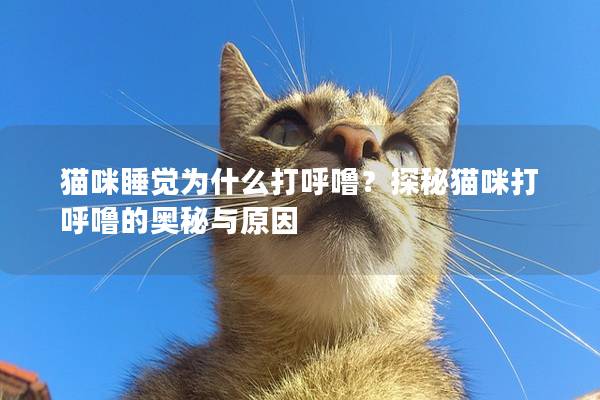 貓咪睡覺為什么打呼嚕？探秘貓咪打呼嚕的奧秘與原因