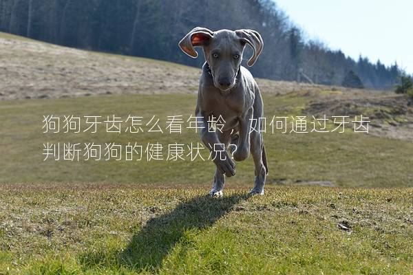 狗狗牙齒怎么看年齡，如何通過(guò)牙齒判斷狗狗的健康狀況？