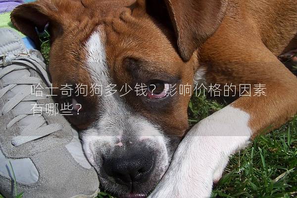 哈士奇狗狗多少錢？影響價(jià)格的因素有哪些？