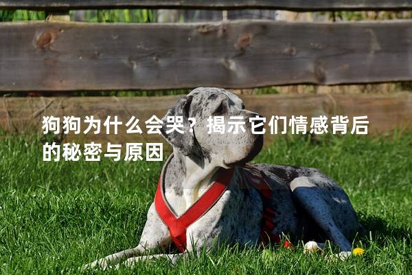 狗狗為什么會哭?揭示它們情感背后的秘密與原因 狗狗為什么會哭?揭示它們情感背后的秘密與原因