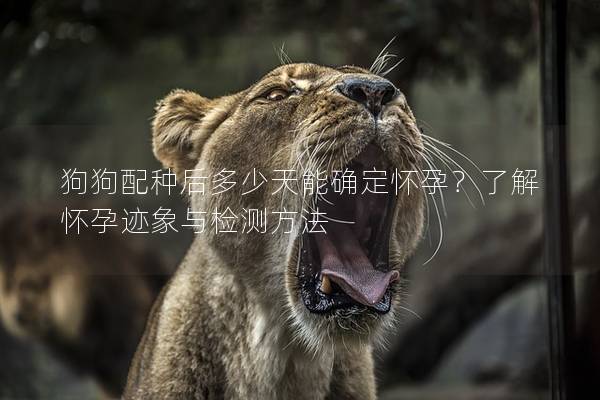 狗狗配種后多少天能確定懷孕?了解懷孕跡象與檢測方法 狗狗配種后多少天能確定懷孕?了解懷孕跡象與檢測方法