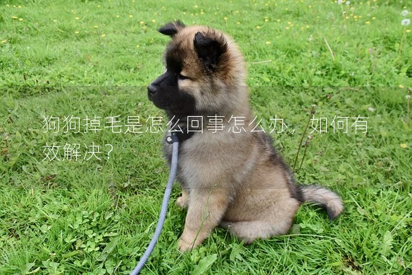狗狗掉毛是怎么回事怎么辦，如何有效解決？
