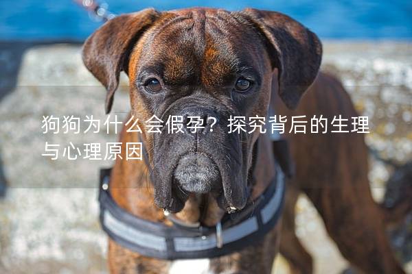 狗狗為什么會假孕？探究背后的生理與心理原因