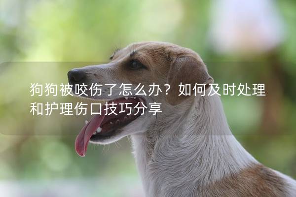 狗狗被咬傷了怎么辦？如何及時處理和護理傷口技巧分享