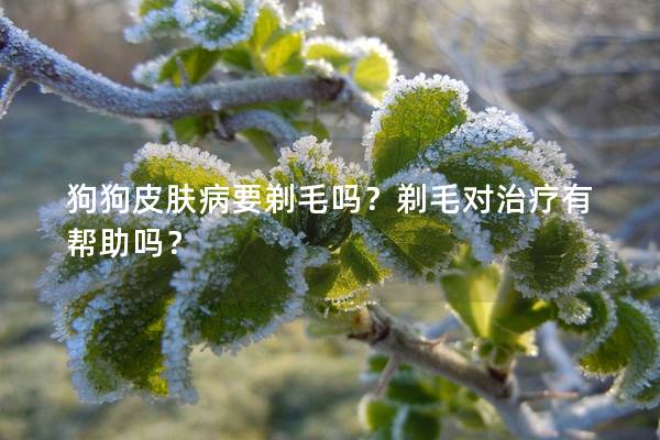 狗狗皮膚病要剃毛嗎？剃毛對治療有幫助嗎？