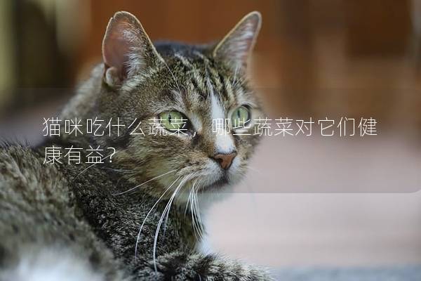 貓咪吃什么蔬菜，哪些蔬菜對它們健康有益？