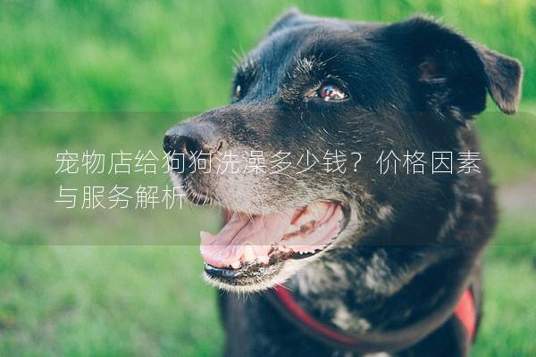 寵物店給狗狗洗澡多少錢？價格因素與服務解析