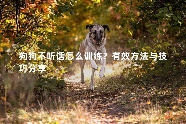 狗狗不聽話怎么訓練？有效方法與技巧分享