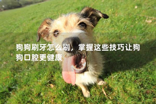 狗狗刷牙怎么刷,掌握這些技巧讓狗狗口腔更健康 狗狗刷牙怎么刷,掌握這些技巧讓狗狗口腔更健康