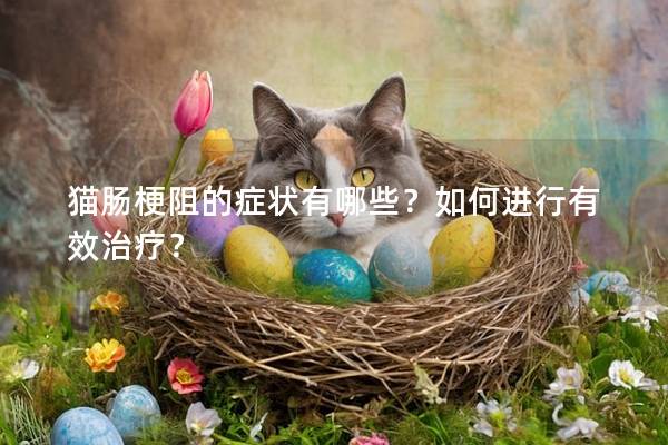 貓腸梗阻的癥狀有哪些？如何進行有效治療？