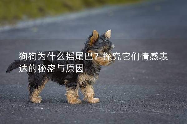 狗狗為什么搖尾巴？探究它們情感表達的秘密與原因