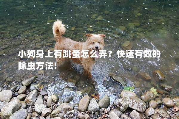 小狗身上有跳蚤怎么弄？快速有效的除蟲方法!