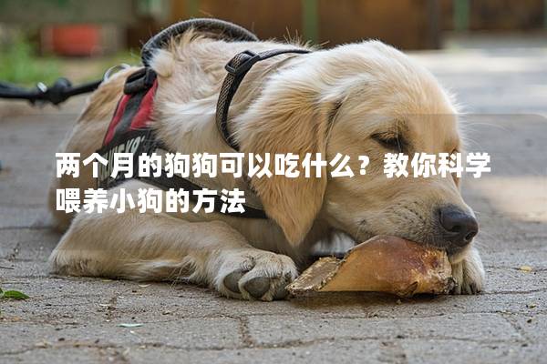 兩個(gè)月的狗狗可以吃什么？教你科學(xué)喂養(yǎng)小狗的方法