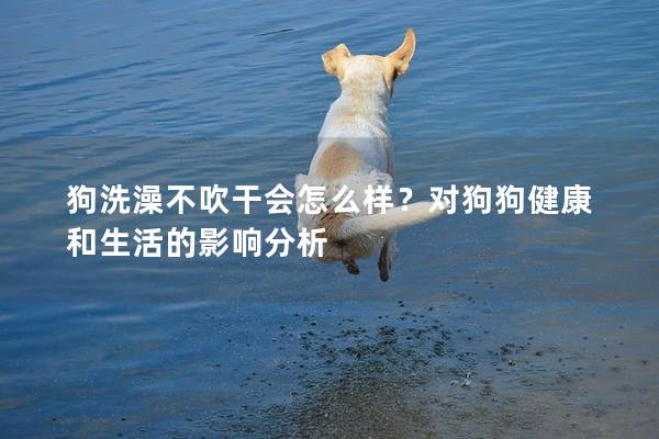 狗洗澡不吹干會怎么樣？對狗狗健康和生活的影響分析