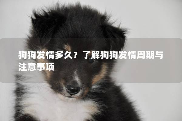 狗狗發情多久？了解狗狗發情周期與注意事項