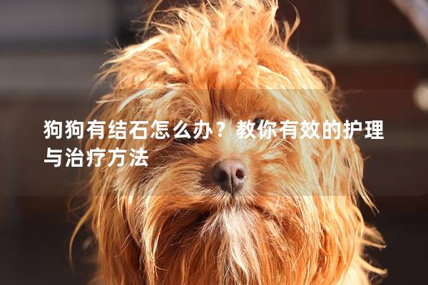 狗狗有結石怎么辦？教你有效的護理與治療方法