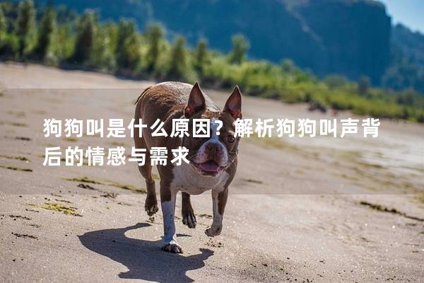 狗狗叫是什么原因？解析狗狗叫聲背后的情感與需求