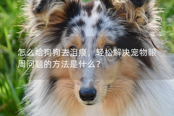 怎么給狗狗去淚痕，輕松解決寵物眼周問題的方法是什么？