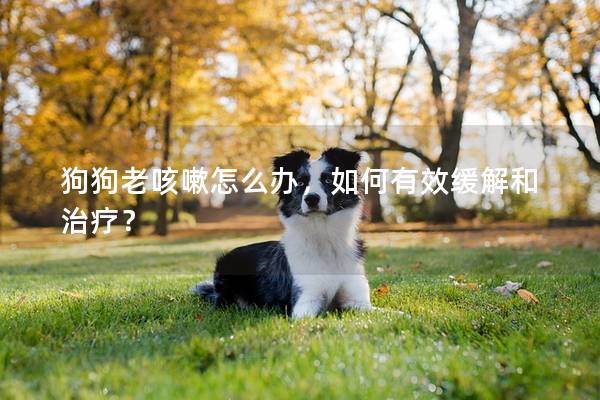 狗狗老咳嗽怎么辦，如何有效緩解和治療？