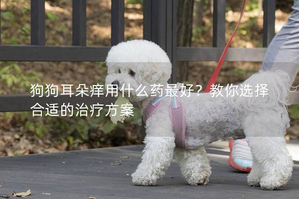 狗狗耳朵癢用什么藥最好？教你選擇合適的治療方案