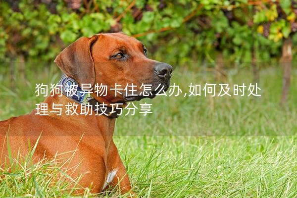 狗狗被異物卡住怎么辦,如何及時處理與救助技巧分享