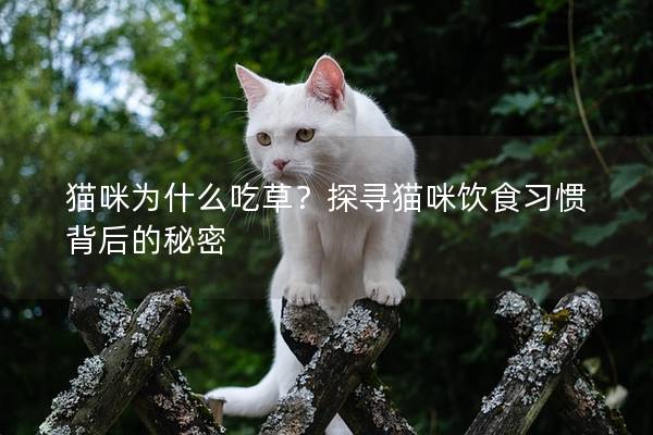 貓咪為什么吃草？探尋貓咪飲食習慣背后的秘密