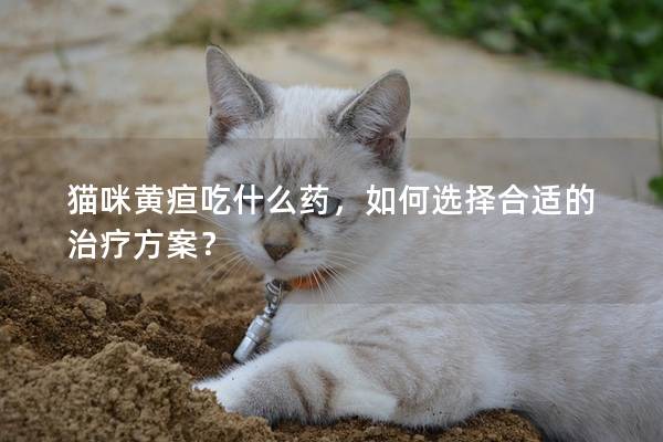 貓咪黃疸吃什么藥，如何選擇合適的治療方案？
