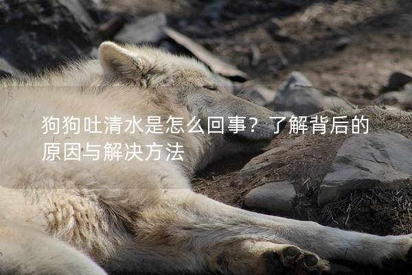 狗狗吐清水是怎么回事？了解背后的原因與解決方法
