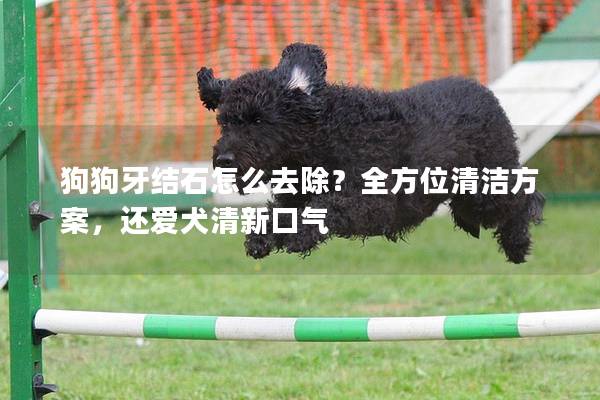 狗狗牙結石怎么去除?全方位清潔方案,還愛犬清新口氣 狗狗牙結石怎么去除?全方位清潔方案,還愛犬清新口氣
