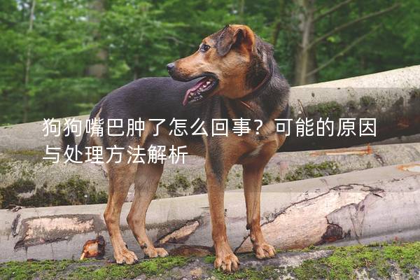 狗狗嘴巴腫了怎么回事？可能的原因與處理方法解析