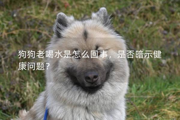 狗狗老喝水是怎么回事,是否暗示健康問題? 狗狗老喝水是怎么回事,是否暗示健康問題?