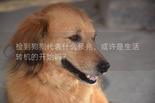 撿到狗狗代表什么預兆，或許是生活轉機的開始嗎？