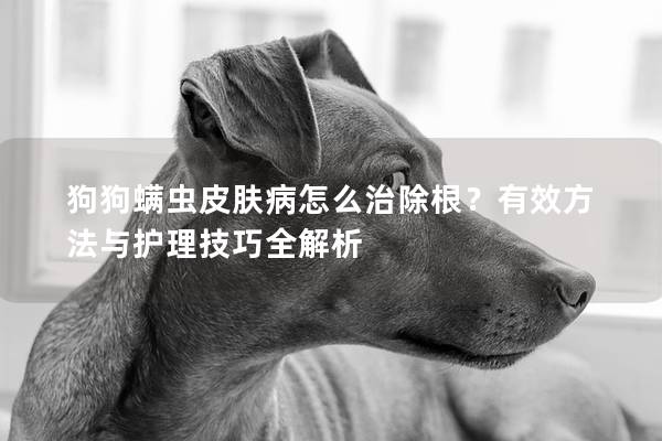 狗狗螨蟲皮膚病怎么治除根？有效方法與護理技巧全解析