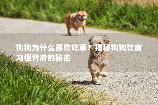 狗狗為什么喜歡吃草？揭秘狗狗飲食習慣背后的秘密