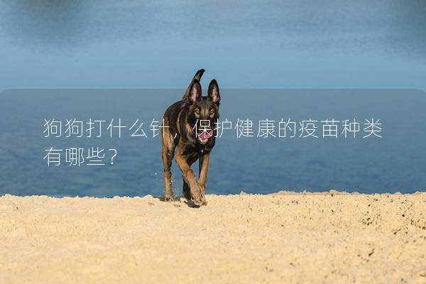 狗狗打什么針，保護(hù)健康的疫苗種類有哪些？