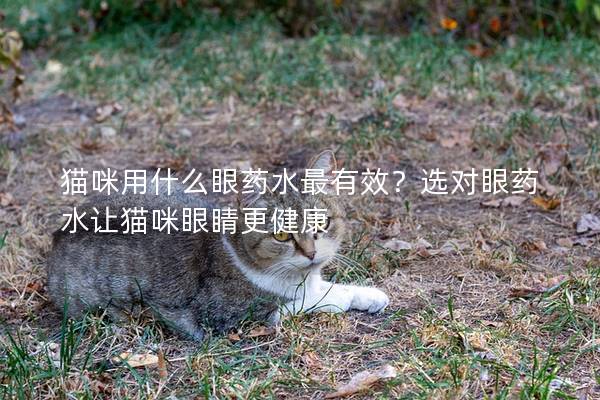 貓咪用什么眼藥水最有效？選對眼藥水讓貓咪眼睛更健康