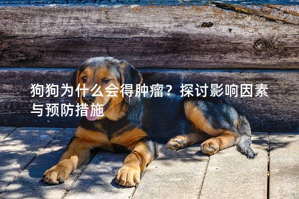 狗狗為什么會得腫瘤？探討影響因素與預防措施