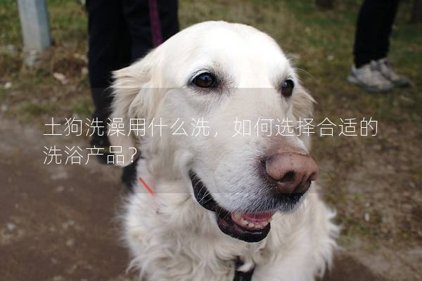 土狗洗澡用什么洗，如何選擇合適的洗浴產(chǎn)品？