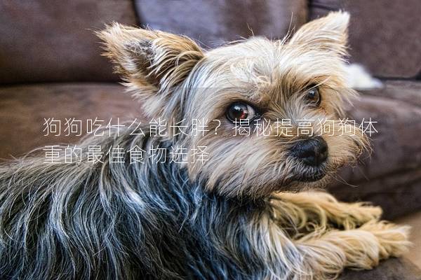 狗狗吃什么能長(zhǎng)胖？揭秘提高狗狗體重的最佳食物選擇