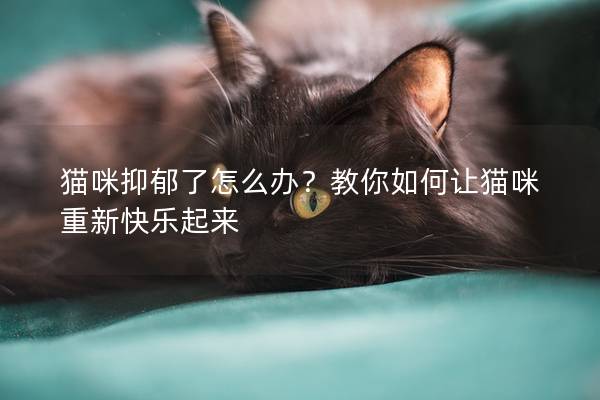貓咪抑郁了怎么辦？教你如何讓貓咪重新快樂起來