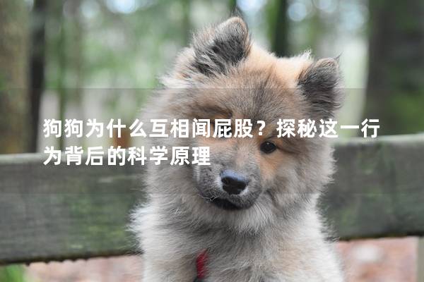 狗狗為什么互相聞屁股？探秘這一行為背后的科學原理