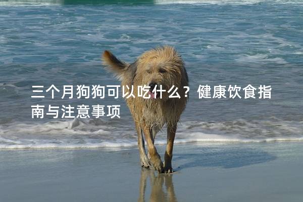 三個月狗狗可以吃什么？健康飲食指南與注意事項