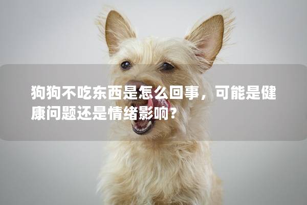 狗狗不吃東西是怎么回事，可能是健康問題還是情緒影響？