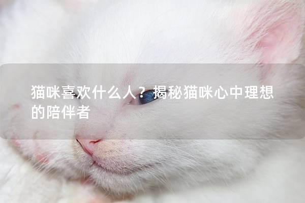 貓咪喜歡什么人？揭秘貓咪心中理想的陪伴者