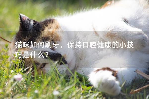 貓咪如何刷牙，保持口腔健康的小技巧是什么？