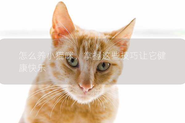 怎么養小貓咪，掌握這些技巧讓它健康快樂