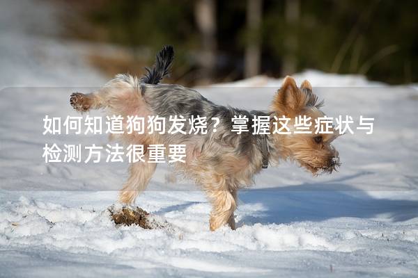 如何知道狗狗發燒？掌握這些癥狀與檢測方法很重要
