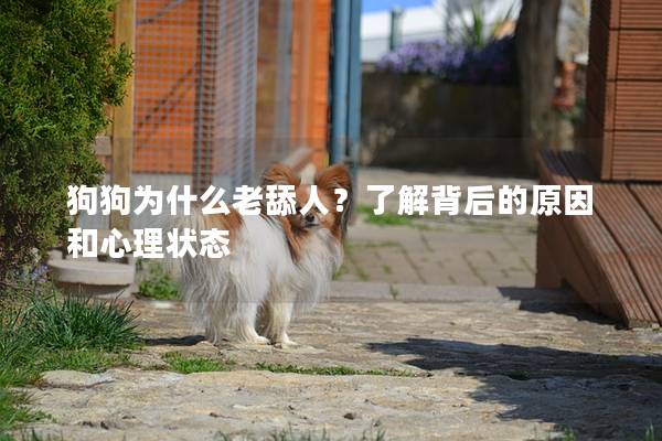 狗狗為什么老舔人？了解背后的原因和心理狀態