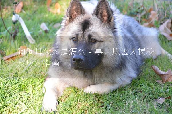 狗狗耳朵熱是怎么回事，原因大揭秘及應對指南